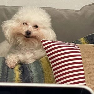 Meet your Posher, Leslie